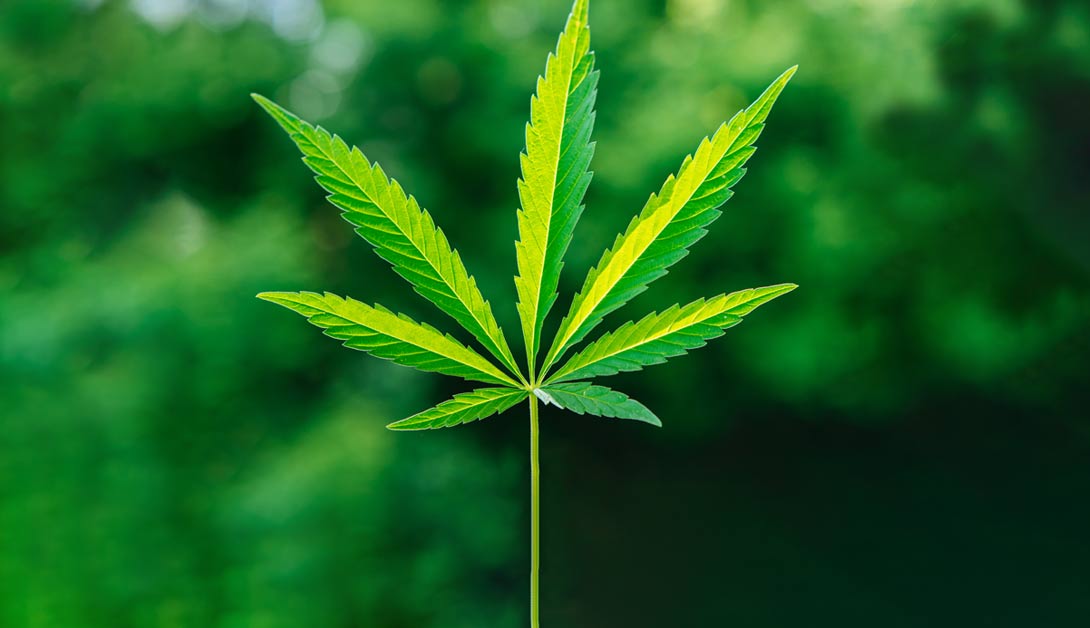EQMS for Cannabis in 2024