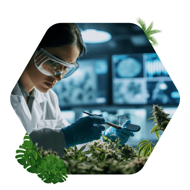 Qualitätsstandards für sicheres Cannabis